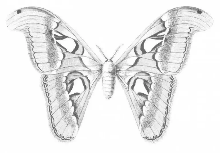 Искусство Симметрии В Рисунке Бабочки: Уникальное Творение Природы