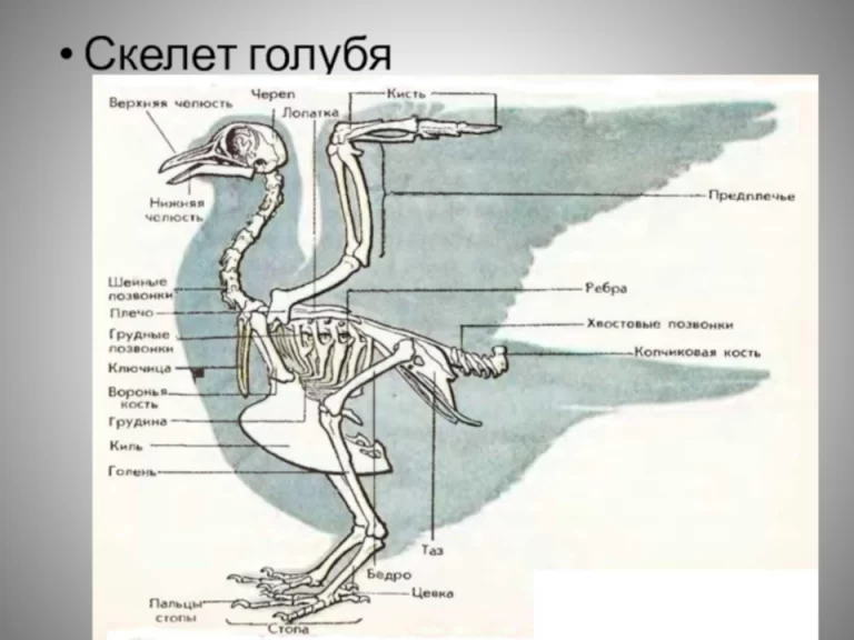 Скелет птицы спереди