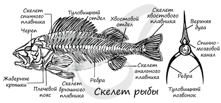 Рисунок Скелета Костной Рыбы Для 7 Класса