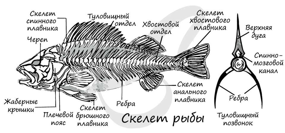 Строение костной рыбы