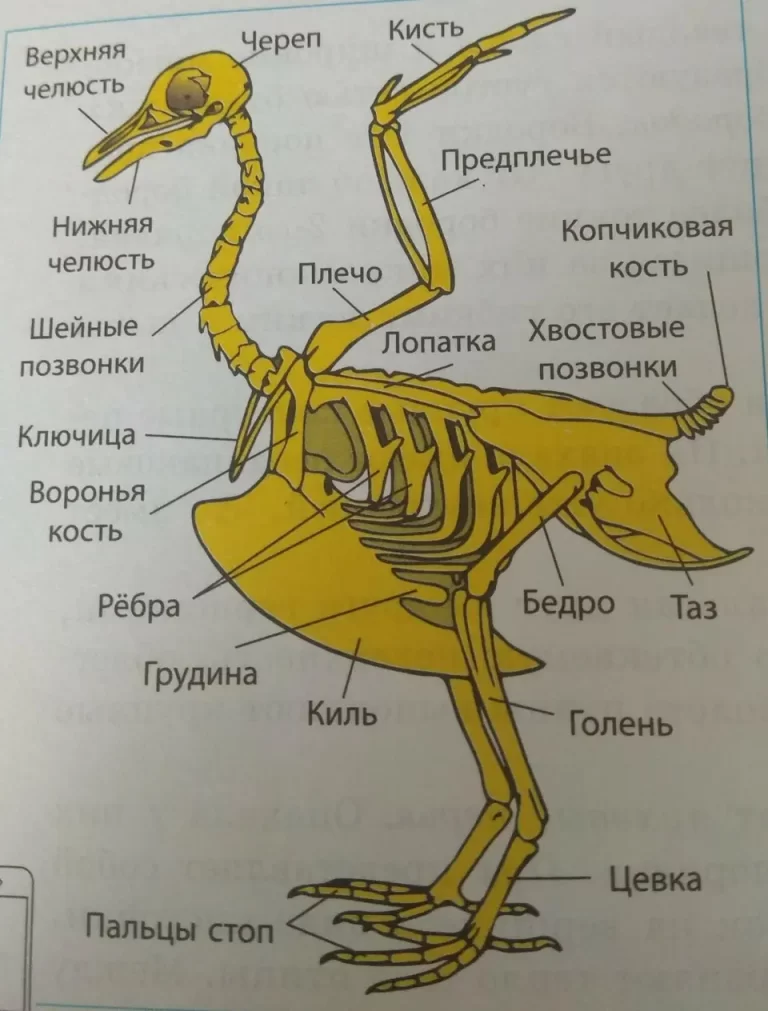 Скелет птиц