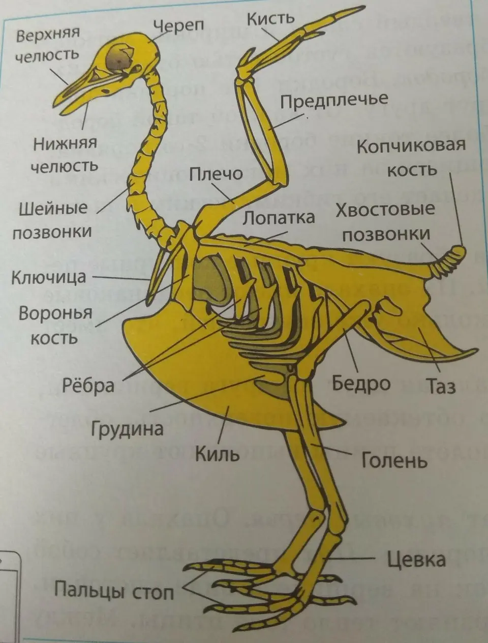 Скелет птиц