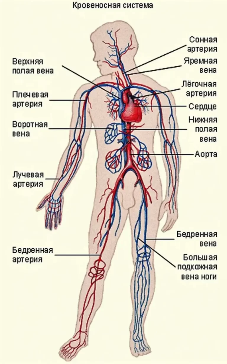 Иллюстрация Кровеносной Системы: Подробная Схема С Рисунком
