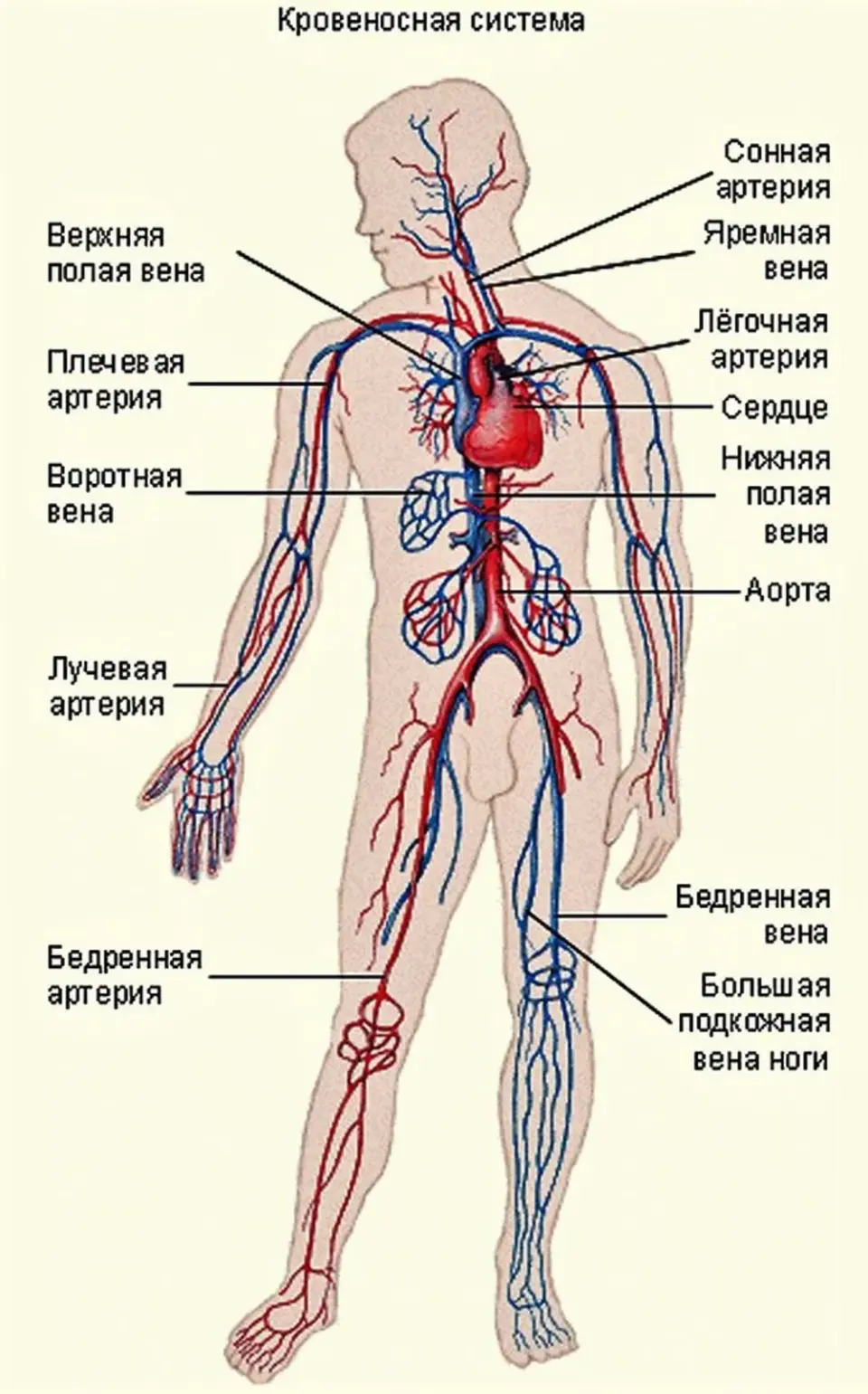 Артерии человека