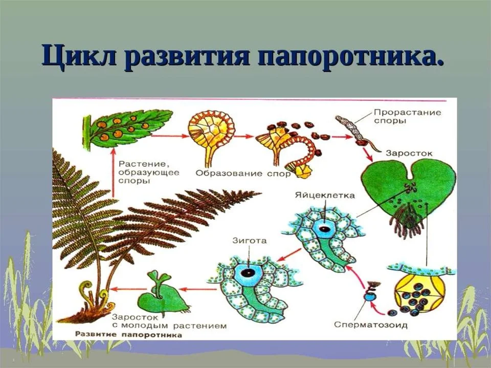 Цикл папоротника