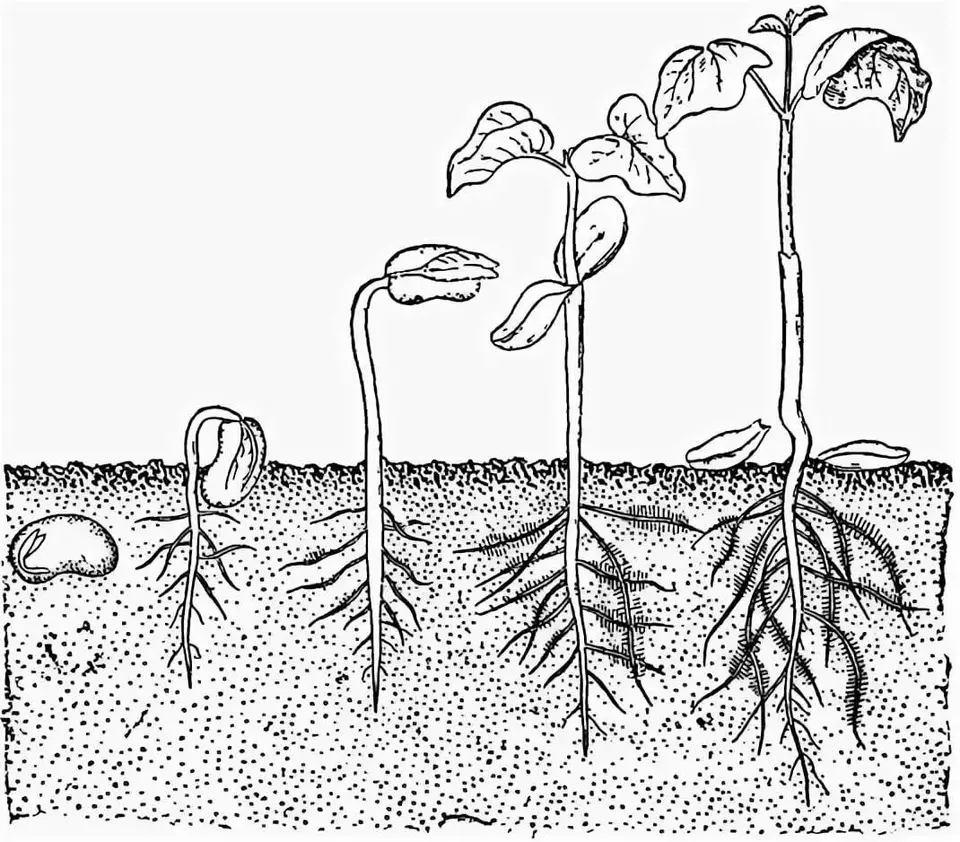 Прорастание семян