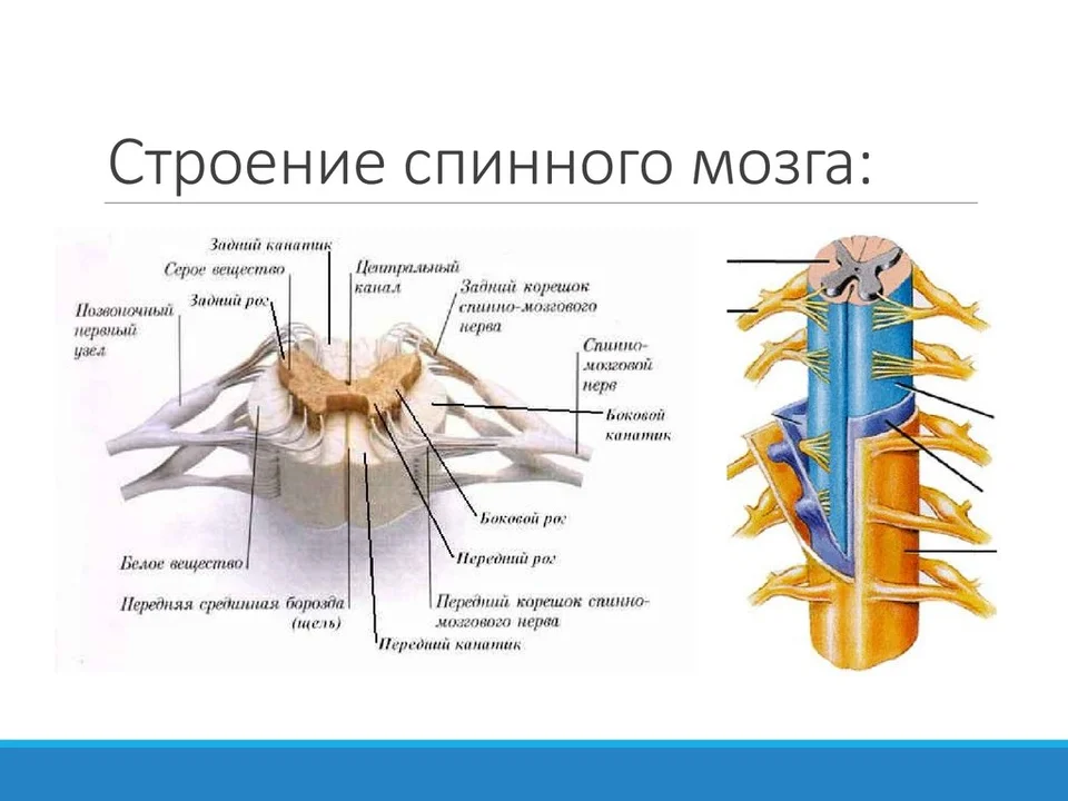 Строение оболочек спинного мозга