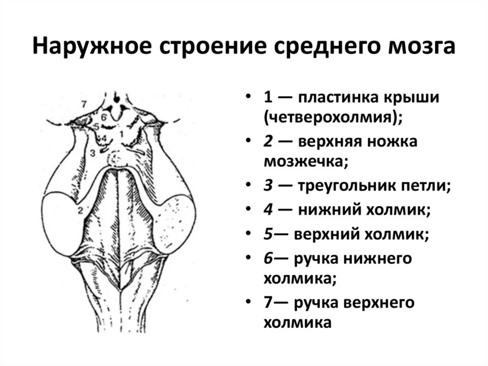 Средний мозг наружное строение