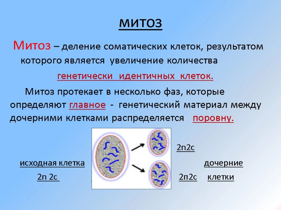 Деление клетки митоз