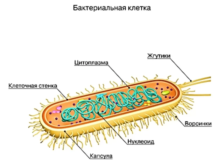 Клеточная стенка бактериальной клетки