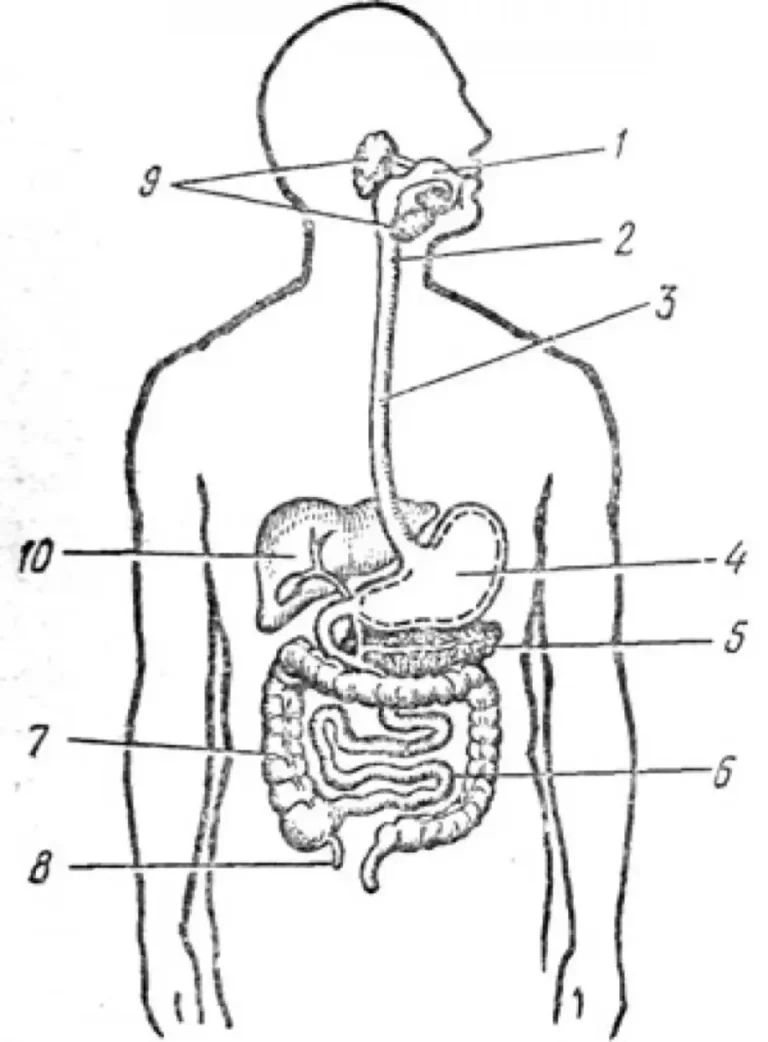 Строение органов пищеварительной системы