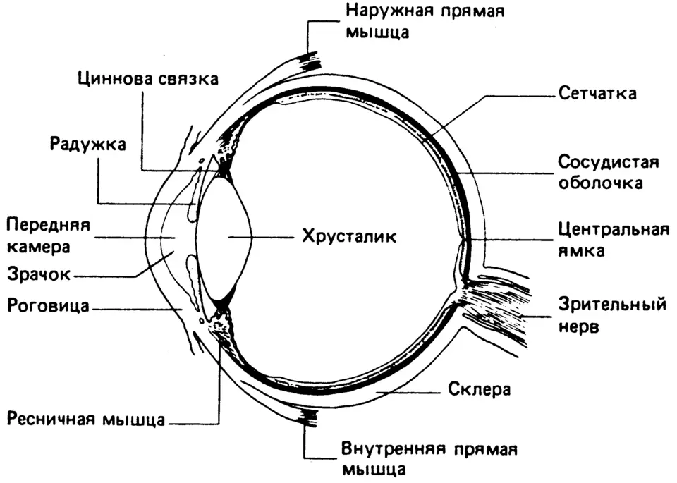 Строение глаза человека схема
