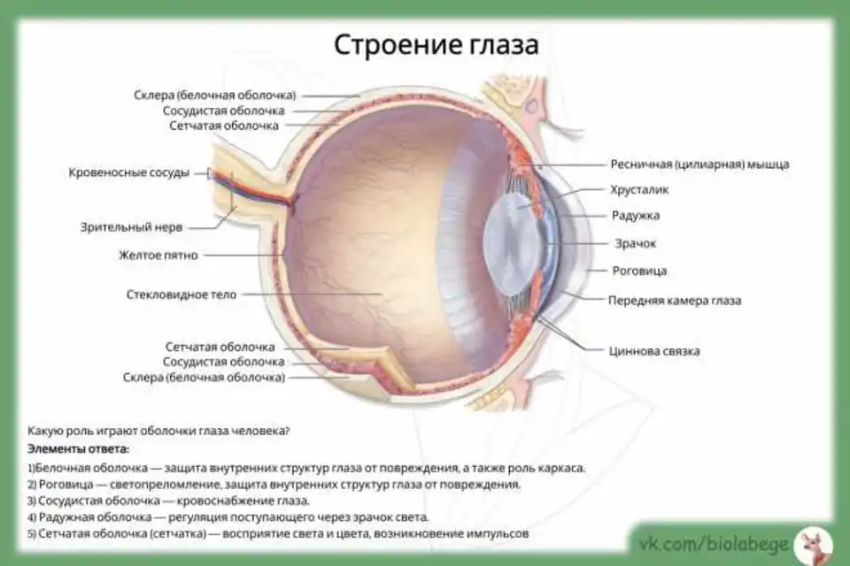 Строение глаза человека