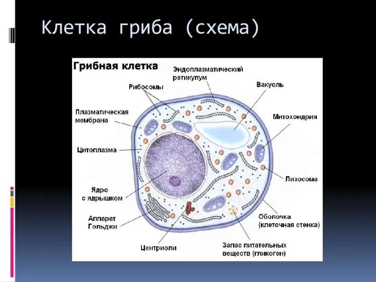 Строение эукариотической клетки грибов