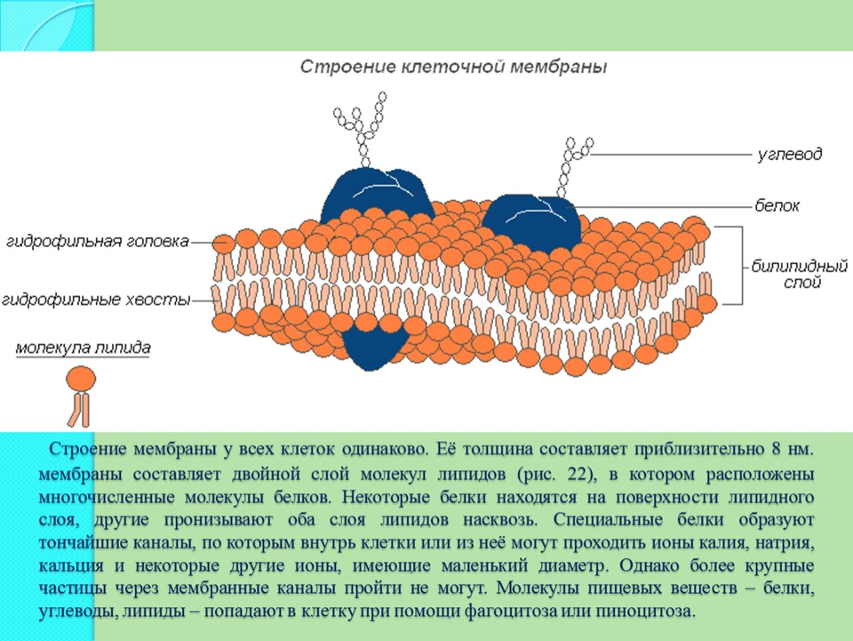 Клеточная мембрана