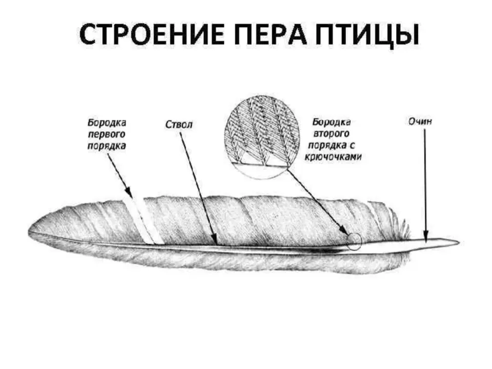 Строение пера птицы