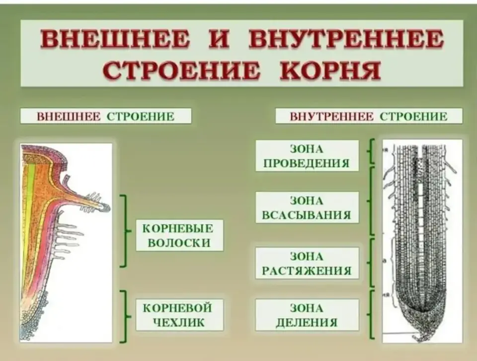 Внешнее и внутренне строение корня