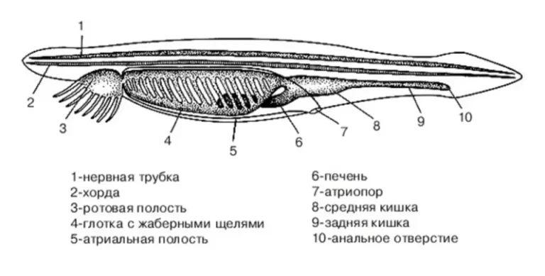 Схема внутреннего строения ланцетника