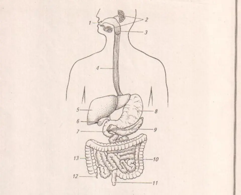 Схема строения пищеварительной системы