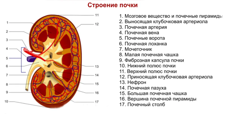 Строение почки анатомия