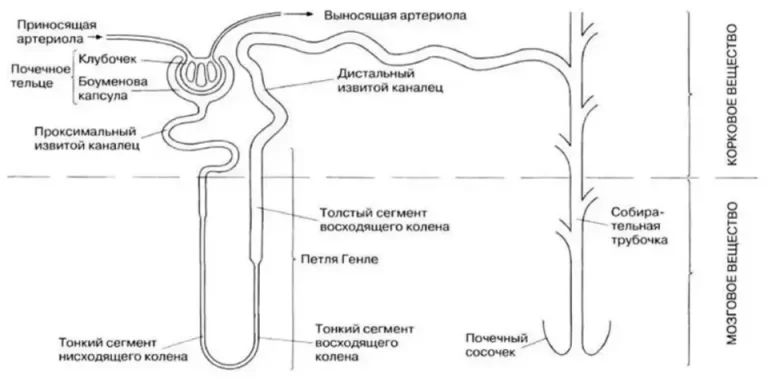 Схема строения нефрона