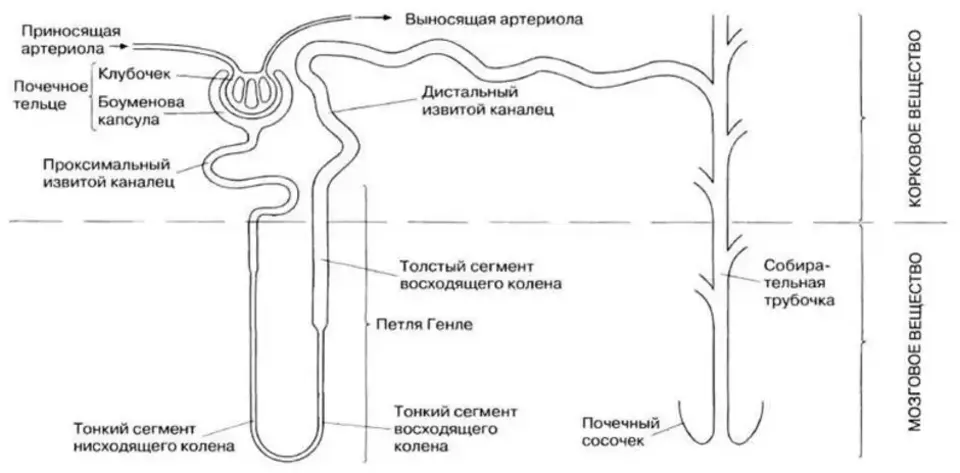 Схема строения нефрона