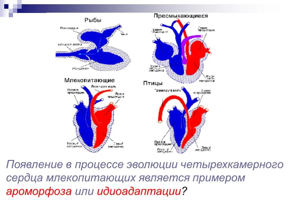 Строение сердца птиц