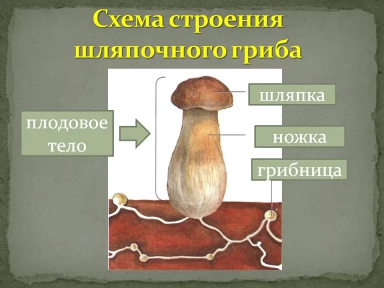 Шляпочные грибы грибница