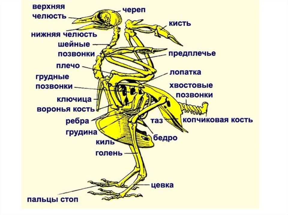 Строение скелета голубя