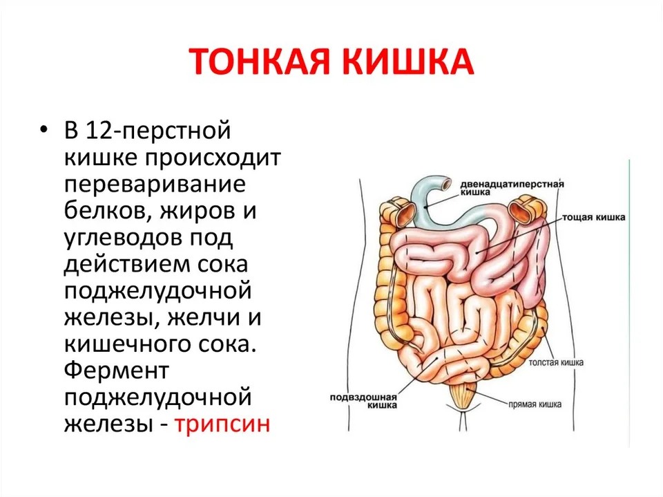 Строение отделов тонкого кишечника. Анатомическое строение тонкого кишечника. Тонкая кишка 12 перстная анатомия. Отделы тонкой кишки рисунок. Тонкая кишка отделы строение функции.