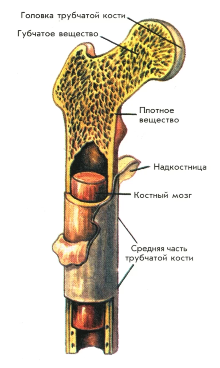 Исследование Анатомии: Трубчатая Кость В Визуальном Изображении
