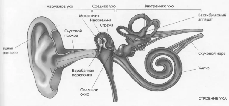 Строение уха и вестибулярного аппарата