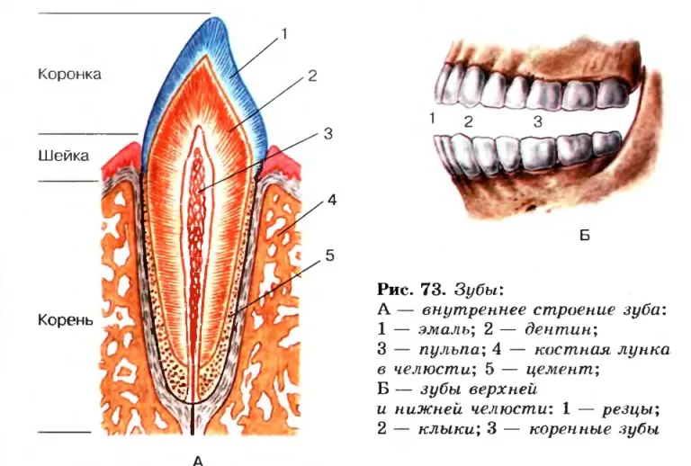 Внутреннее Строение Зуба: Иллюстрация И Объяснение Важных Деталей