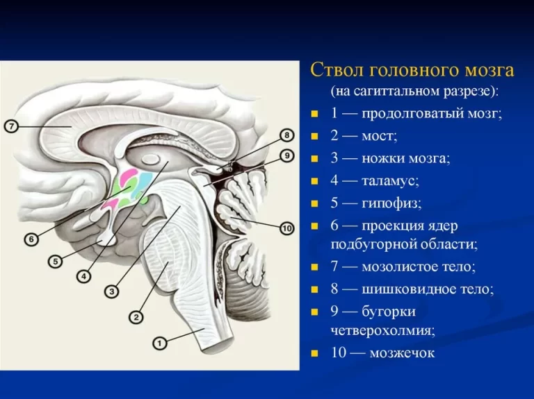Ствол головного мозга