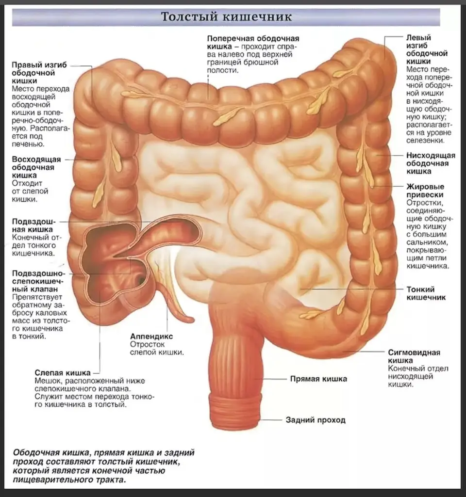Строение кишечника