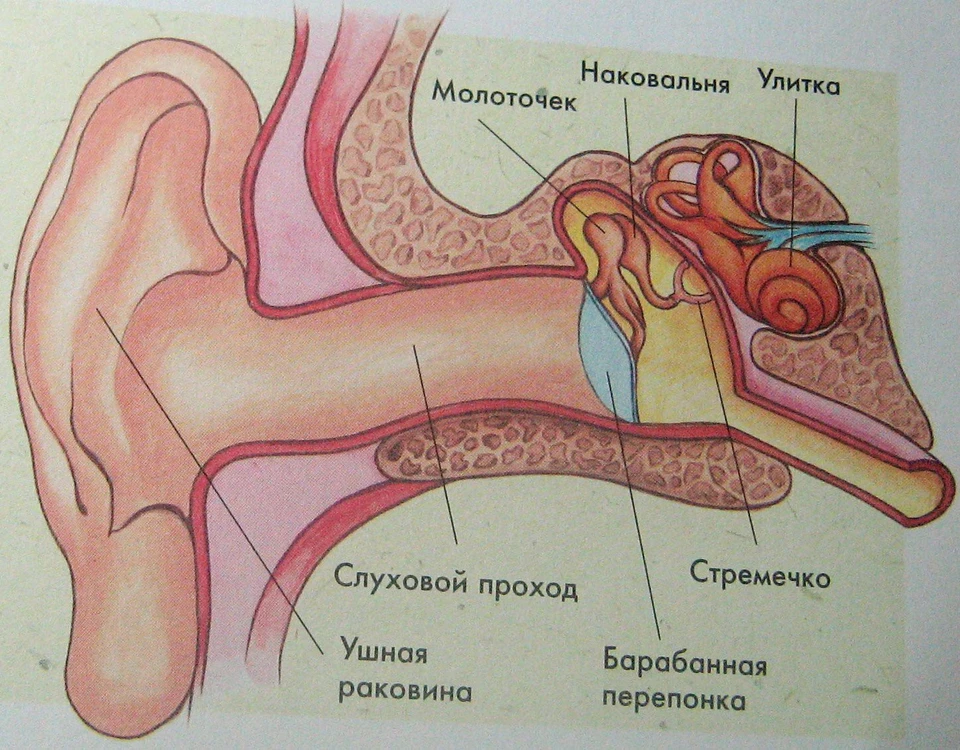 Строение уха