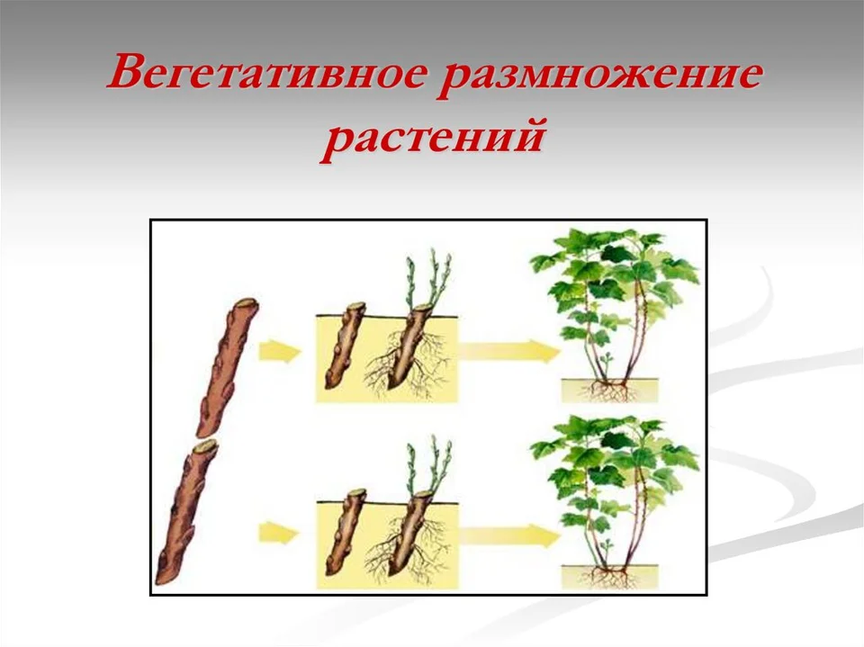 Способ вегетативного размножения растений