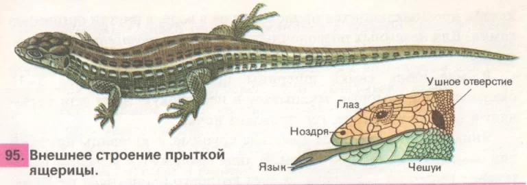 Внешнее строение прыткой ящерицы