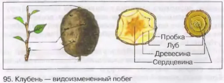 Клубень картофеля рисунок