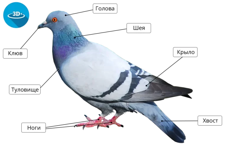 Внешнее Строение Птицы: Рисунок И Особенности (7 Класс)