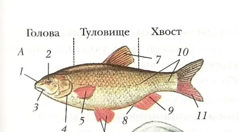 Внутреннее строение рыбы