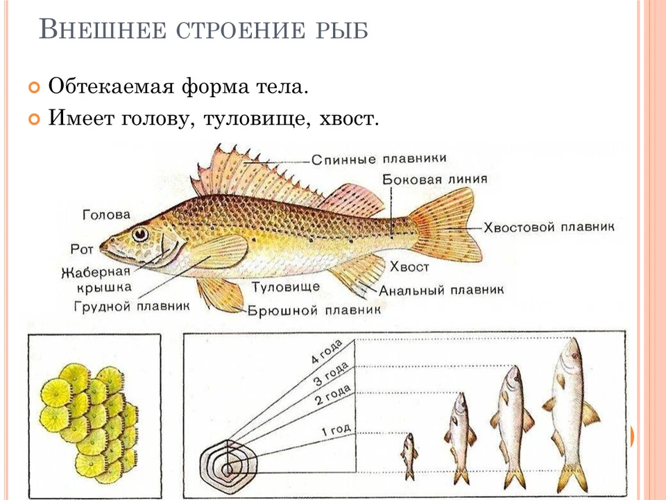 Схема внешнего строения рыбы