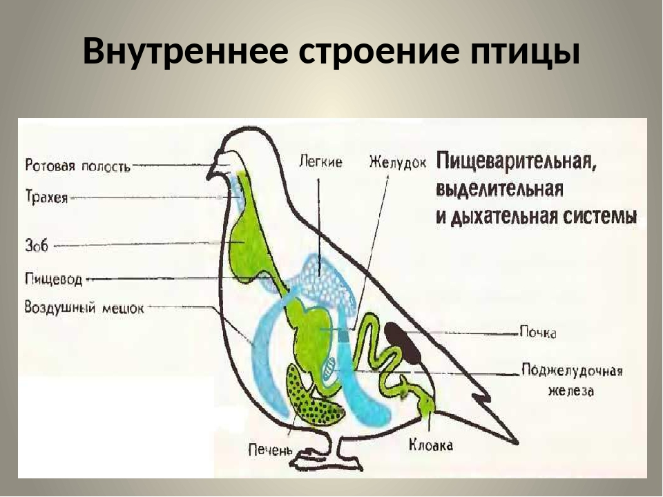 Класс птицы 7 класс биология конспект кратко. Внутреннее строение птиц 8 класс биология. Внутренняя система птиц 7 класс. Схема пищеварительной системы птицы биология 7 класс. Внешнее и внутреннее строение птиц 7 класс биология.