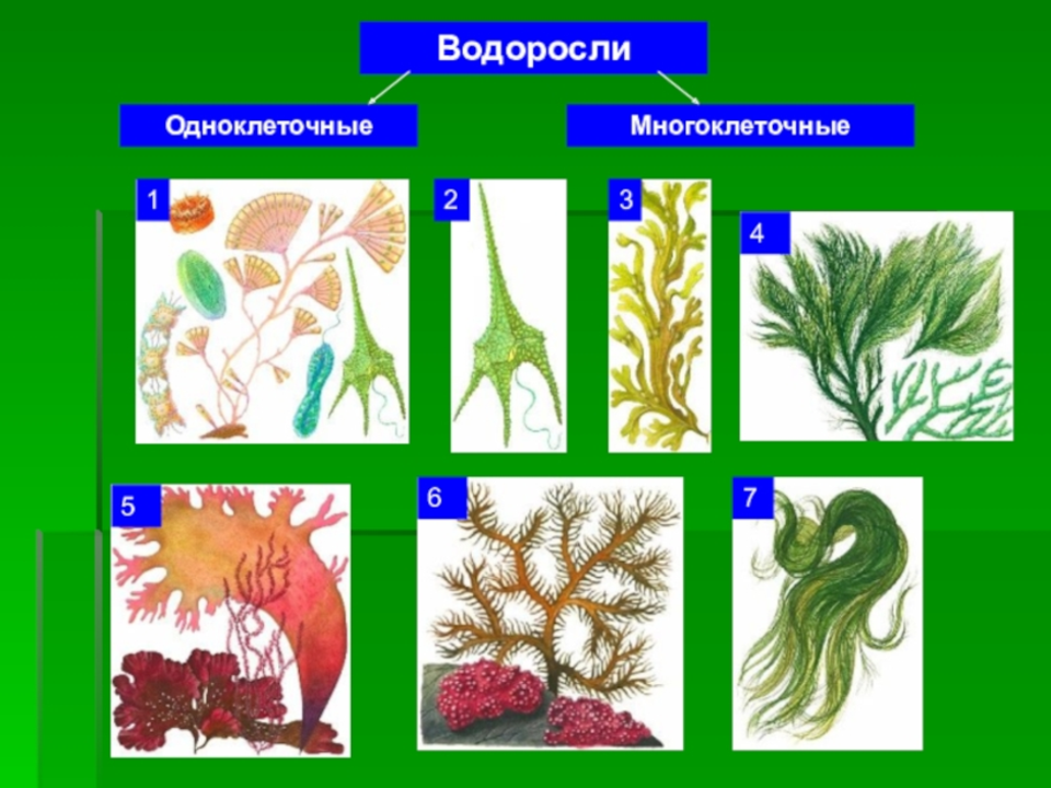 Водоросли рисунок биология 7 класс