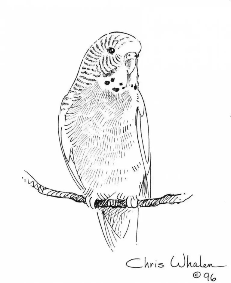 Волнистый Попугай: Рисунок Карандашом В Живописных Деталях