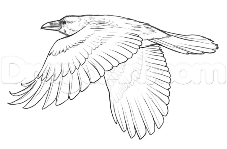 Летящий орел рисунок