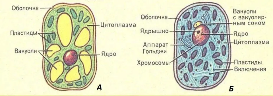 Растительная и животная клетка