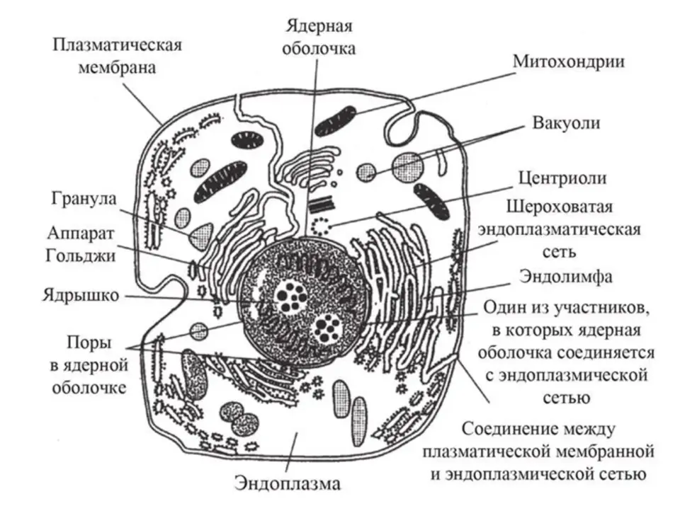 Описание клеток животных